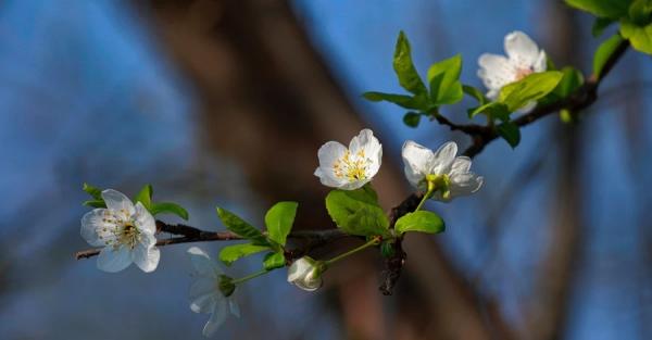 В Україну 15 березня прийде похолодання, у всі області увірветься штормовий вітер - Новини України