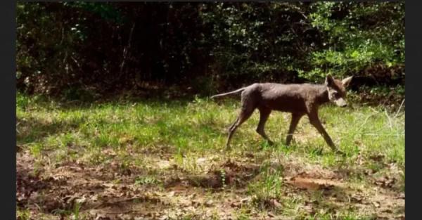 В Інституті зоології прокоментували відео з чупакаброю на Івано-Франківщині - Новини України