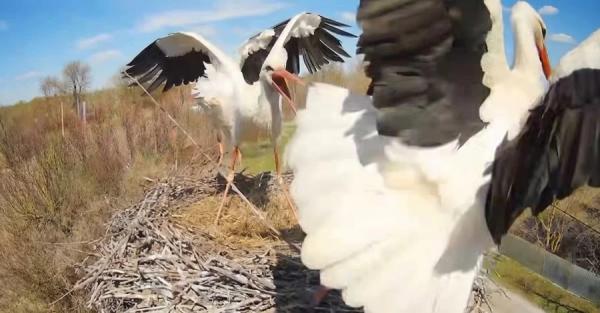 До гнізда повернулася тогорічна власниця Одарка та побилася з новою мешканкою - Новини України