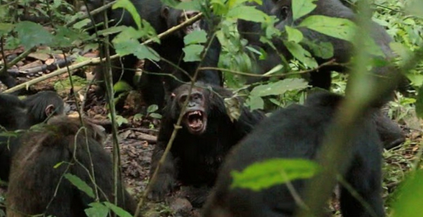Громадянська війна мавп: що означає для людей братовбивство шимпанзе - Новини України