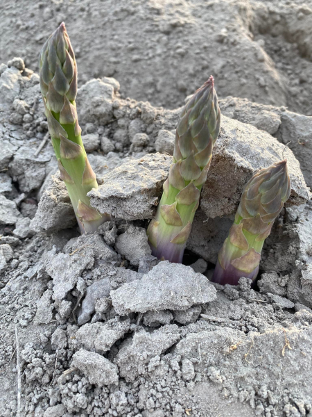 П'ятсот гривень за пучок: чому спаржа тримається у тренді і як її вирощують фермери - Новини України П'ятсот гривень за пучок: чому спаржа тримається у тренді і як її вирощують фермери - Новини України