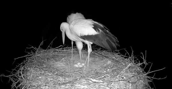 У гнізді лелек Одарки та Грицика з'явилося четверте яйце - Новини України