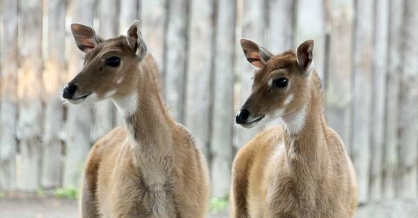 У Київському зоопарку поповнення в родині антилоп нільгау - Новини України У Київському зоопарку поповнення в родині антилоп нільгау - Новини України
