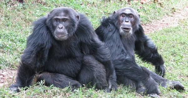 Громадянська війна мавп: що означає для людей братовбивство шимпанзе - Новини України