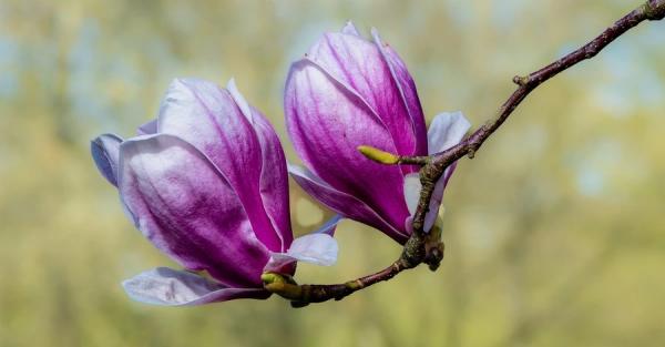 26 квітня - День пам'яті аварії на ЧАЕС, яке сьогодні церковне свято, що не можна робити, традиції та прикмети - Новини України