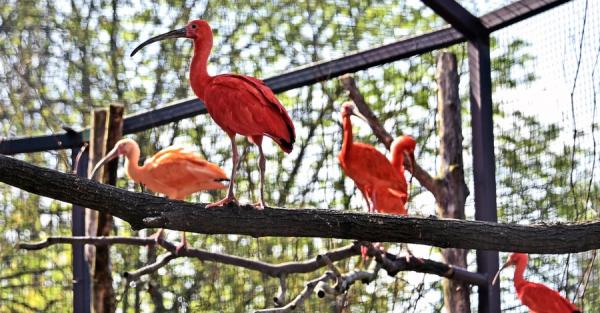 На літній майданчик КиївЗоо повернулися птахи водно-болотних угідь - Новини України