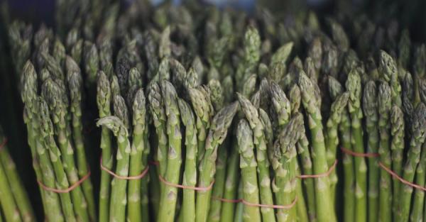 П'ятсот гривень за пучок: чому спаржа тримається у тренді і як її вирощують фермери - Новини України П'ятсот гривень за пучок: чому спаржа тримається у тренді і як її вирощують фермери - Новини України