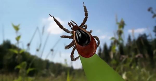 Діяти треба негайно: що робити, якщо вкусив кліщ - Новини України