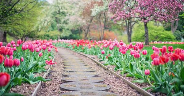Погода в Україні 16 квітня - буде тепло, сонячно та сухо - Новини України