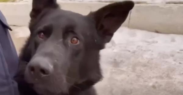 Помер пес Хан, який багато років служив у ДСНС та допоміг врятувати не одне життя - Новини України