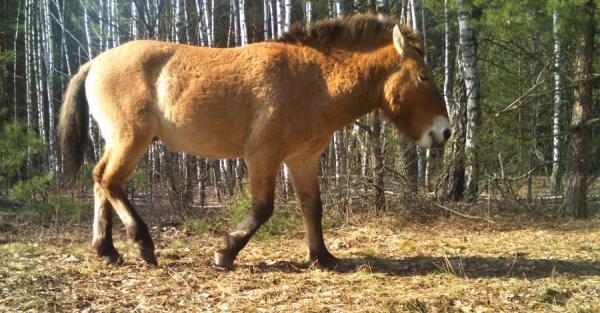 У Чорнобильському заповіднику показали осінні фото коней Пржевальського - Новини України