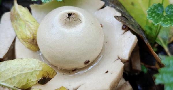 На Львівщині знайшли унікальний інопланетний гриб - Новини України