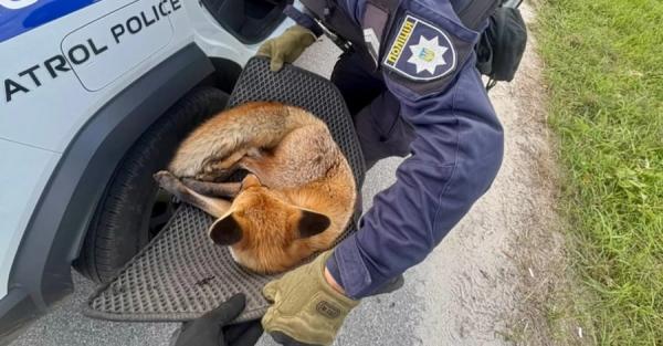 У Києві патрульні врятували травмовану лисицю  - Новини України